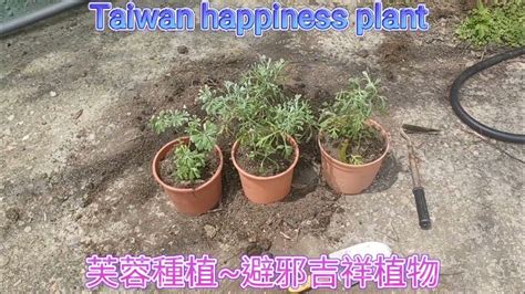 芙蓉 風水|芙蓉種植風水：農曆何日最吉祥？